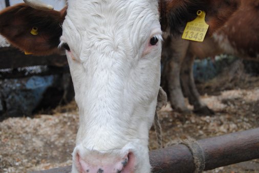 Основними проблемами молочного сектору залишаються низька продуктивність корів, висока сезонність виробництва молока та його низька якість